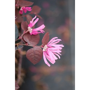 Loropetalum 'fire dance' taille du pot -