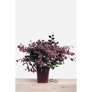 Loropetalum 'fire dance' taille du pot -