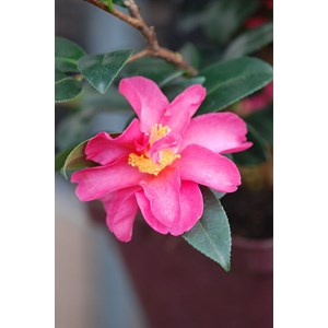 Camélia d'automne 'hiryu' taille du pot