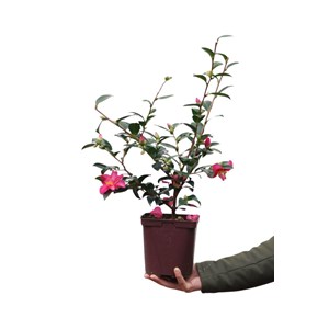Camélia d'automne 'hiryu' taille du pot