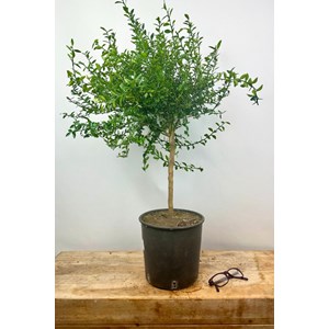 Citron caviar finger lime' taille du pot - en pot de 5 litres