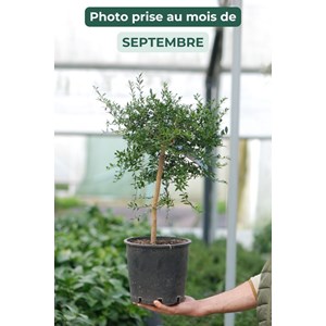 Citron caviar finger lime' taille du po