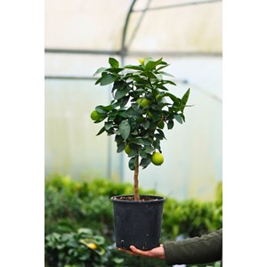 Bergamotier ou citronnier bergamote taille du pot - en pot de 5 litres