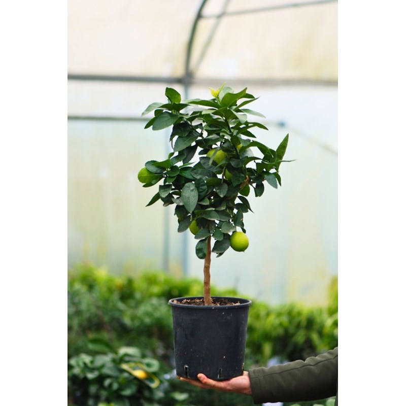 Roué Pépinières - Bergamotier ou citronnier bergamote taille du pot - en pot de 5 litres
