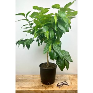 Bergamotier ou citronnier bergamote tail