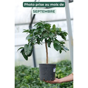 Bergamotier ou citronnier bergamote tail