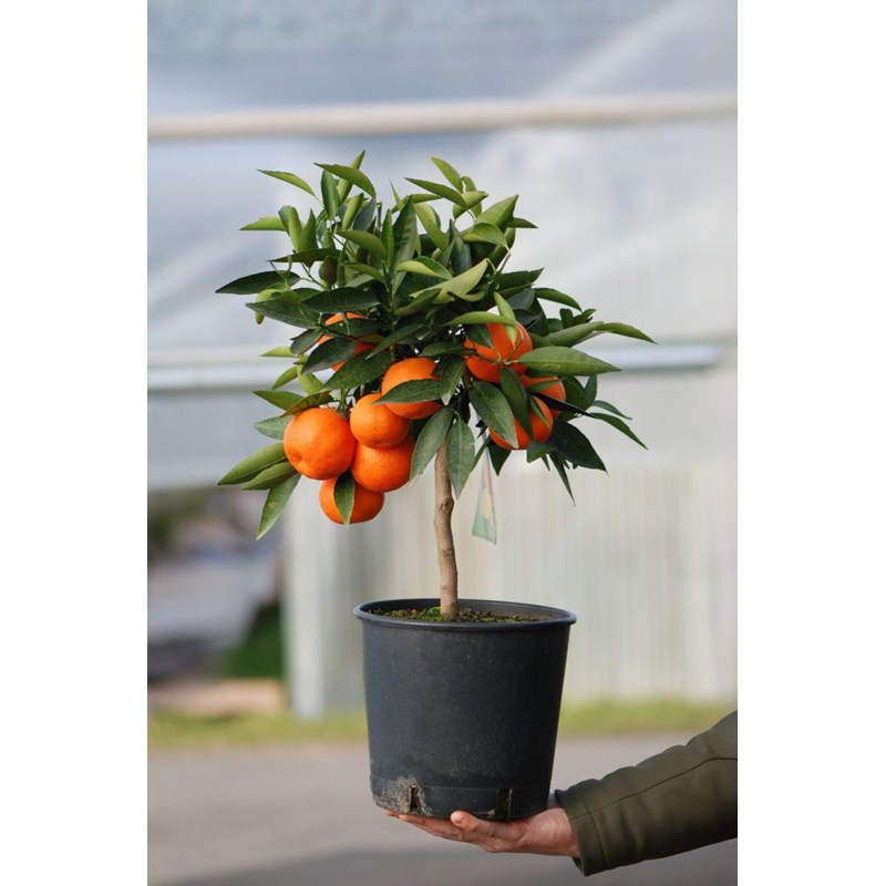 Clémentinier taille du pot - en pot de 5 litres