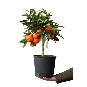 Clémentinier taille du pot - en pot de