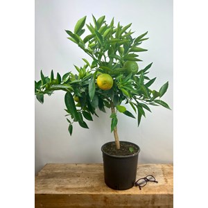 Clémentinier taille du pot - en pot de