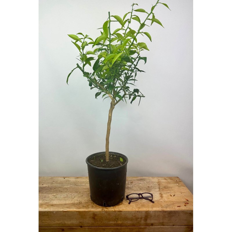 Roué Pépinières - Citronnier yuzu' taille du pot - en pot de 5 litres