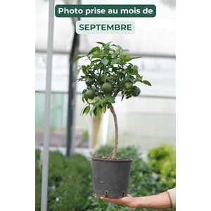 Citronnier yuzu' taille du pot - en pot