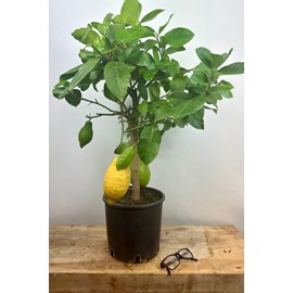 Citronnier des 4 saisons taille du pot -