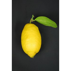 Citronnier des 4 saisons taille du pot -