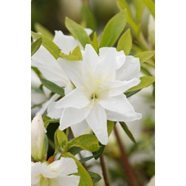 Azalée 'même' taille du pot - en pot d