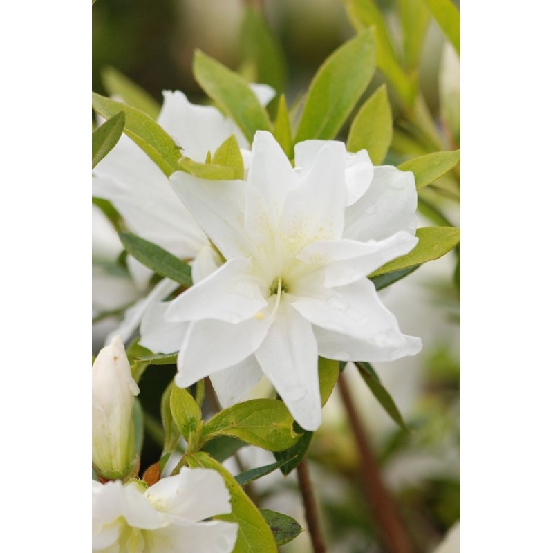 Azalée 'même' taille du pot - en pot de 1 litre