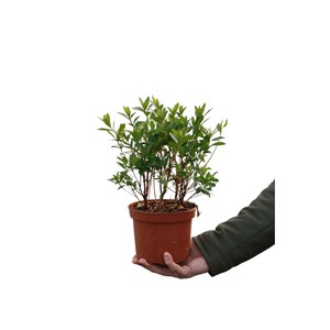 Azalée 'même' taille du pot - en pot d