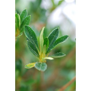 Azalée 'même' taille du pot - en pot d