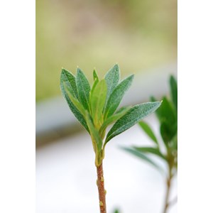 Azalée 'même' taille du pot - en pot d