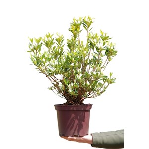 Azalée 'même' taille du pot - en pot d