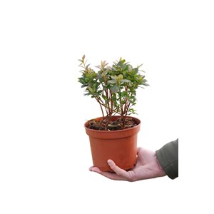 Azalée 'agadir' taille du pot - en pot