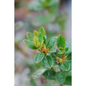 Azalée 'agadir' taille du pot - en pot