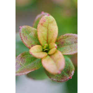 Azalée 'agadir' taille du pot - en pot