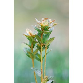 Azalée 'agadir' taille du pot - en pot