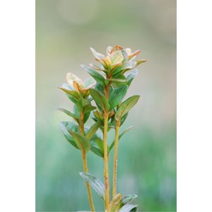 Azalée 'agadir' taille du pot - en pot de 5 litres