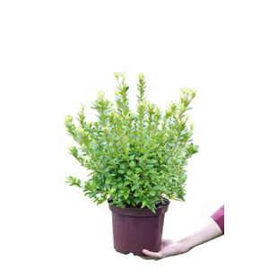 Azalée 'agadir' taille du pot - en pot