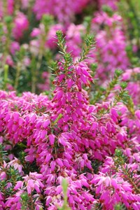 Bruyère d'hiver 'samantha' taille du pot - en pot de 1 litre