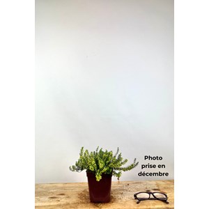 Bruyère d'hiver 'samantha' taille du po