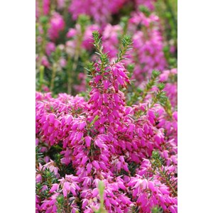 Bruyère d'hiver 'samantha' taille du po