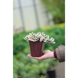 Bruyère d'hiver 'snow surprise' taille du pot - en pot de 1 litre