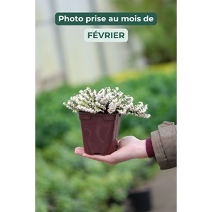 Bruyère d'hiver 'snow surprise' taille du pot - en pot de 1 litre