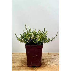 Bruyère d'hiver 'snow surprise' taille du pot - en pot de 1 litre