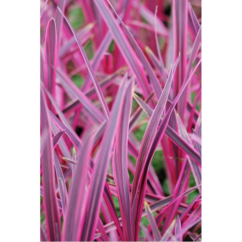 Roué Pépinières - Cordyline 'paso doble' taille du pot - en pot de 5 litres