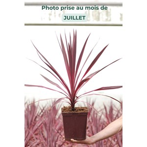 Cordyline 'paso doble' taille du pot - e