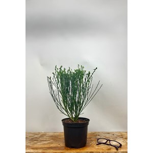 Genêt à balais 'goldfinch' taille du p