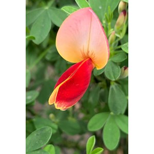 Genêt à balais 'goldfinch' taille du p