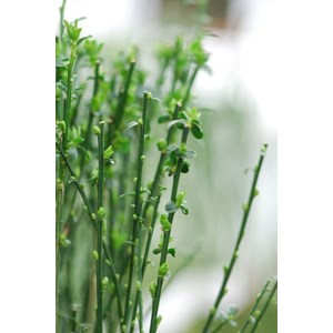 Genêt à balais 'goldfinch' taille du p