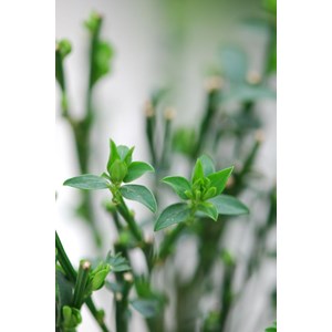 Genêt à balais 'goldfinch' taille du p