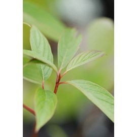 Cornouiller blanc 'bâton rouge ?' taill