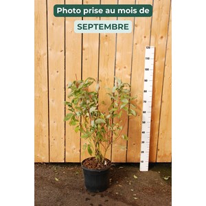 Cornouiller blanc 'bâton rouge ?' taill