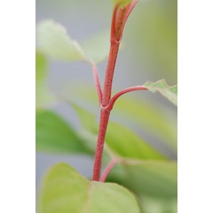 Cornouiller blanc 'bâton rouge ?' taill