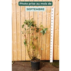 Cornouiller blanc 'bâton rouge ?' taill