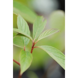 Cornouiller blanc 'bâton rouge ?' taill