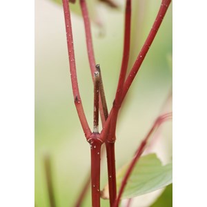 Cornouiller blanc 'bâton rouge ?' taill