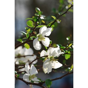 Cognassier du japon 'jet trail' taille du pot - en pot de 2 litres