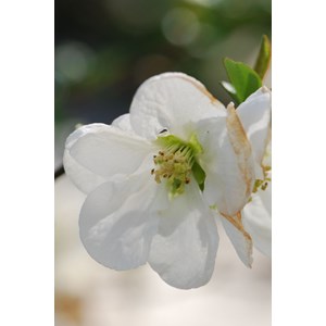 Cognassier du japon 'jet trail' taille d