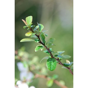 Cognassier du japon 'jet trail' taille d